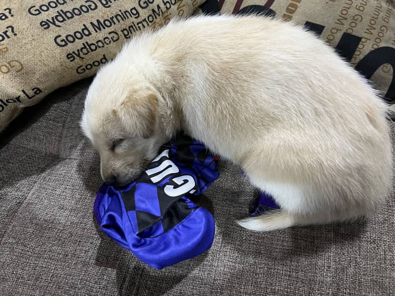 Dogie 1
