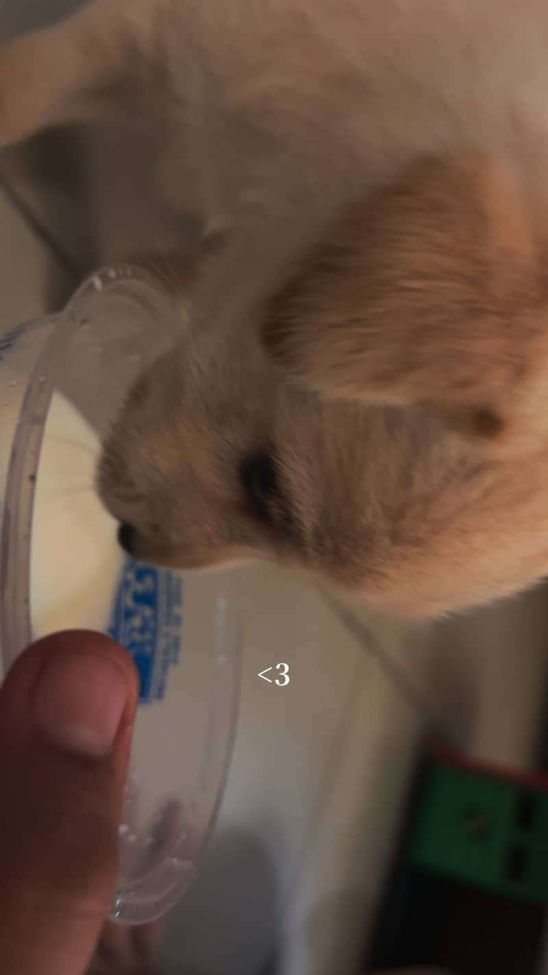 Dogie 2