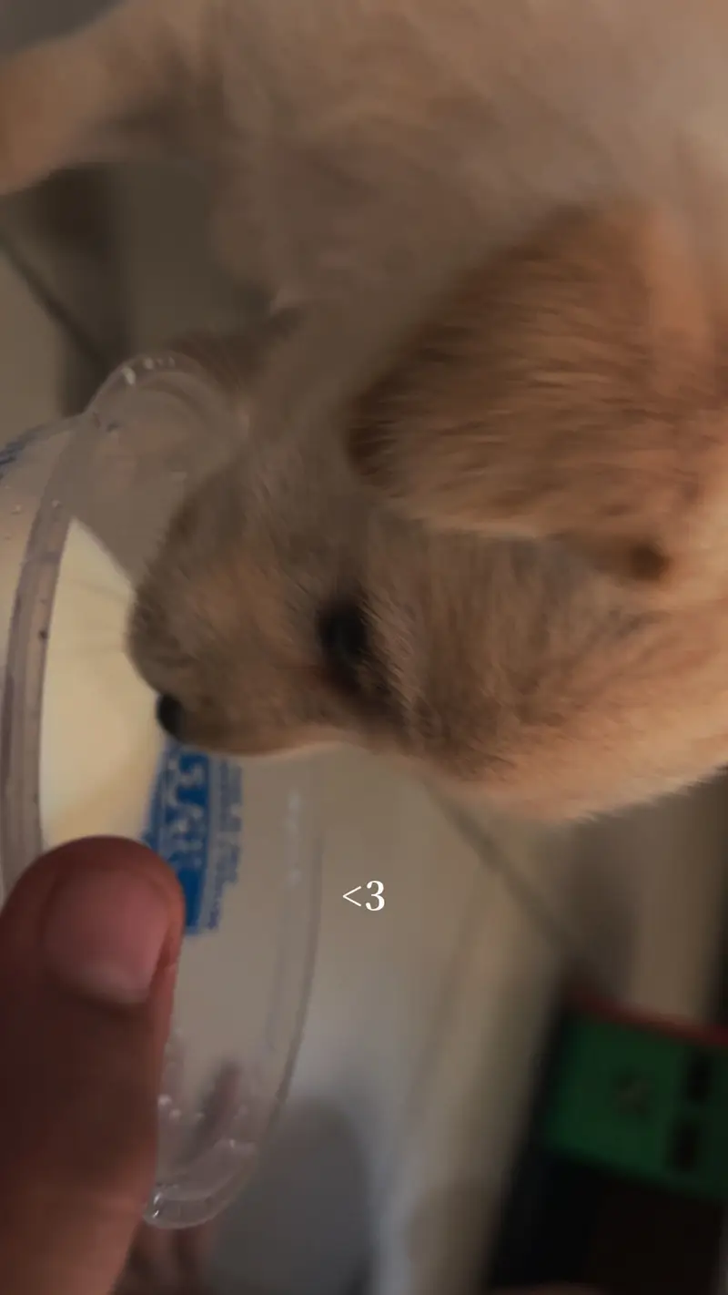 Dogie — photo 3