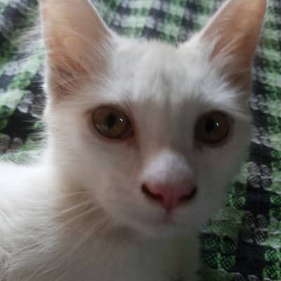 White cats pair double coated | femali odds eyes | 13500
