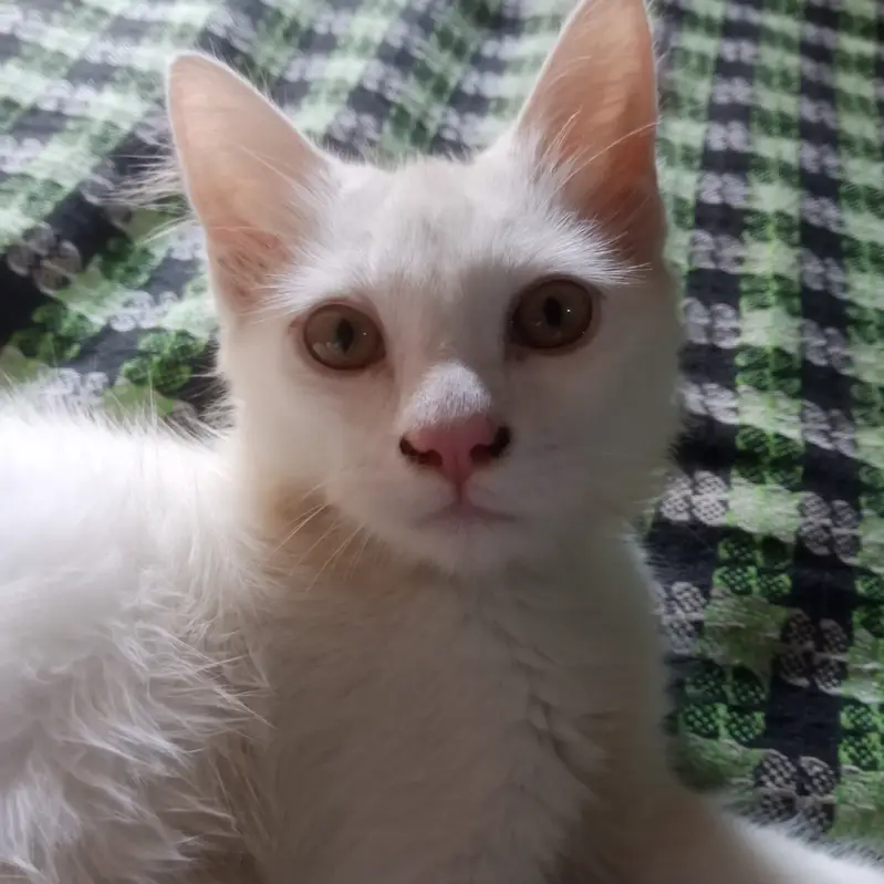 White cats pair double coated | femali odds eyes | 13500 — photo 2