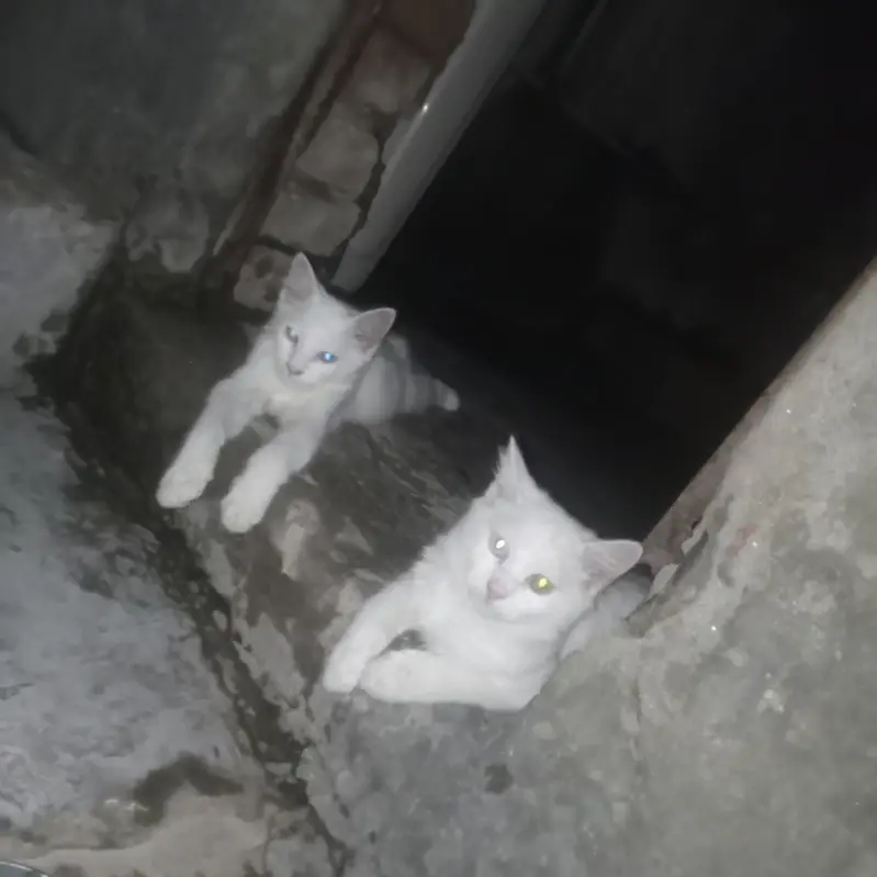 White cats pair double coated | femali odds eyes | 13500 — photo 3