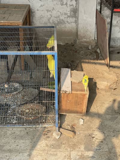 Yellow pair for sale with cage