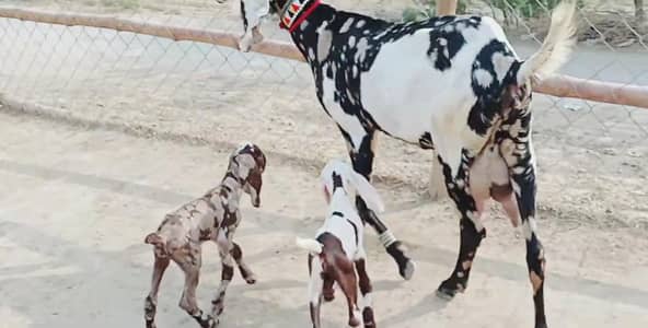 2 Bacchon ka sath Desi Bakri For Sale Call __03203194073