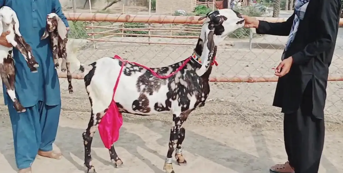 2 Bacchon ka sath Desi Bakri For Sale Call __03203194073 — photo 2