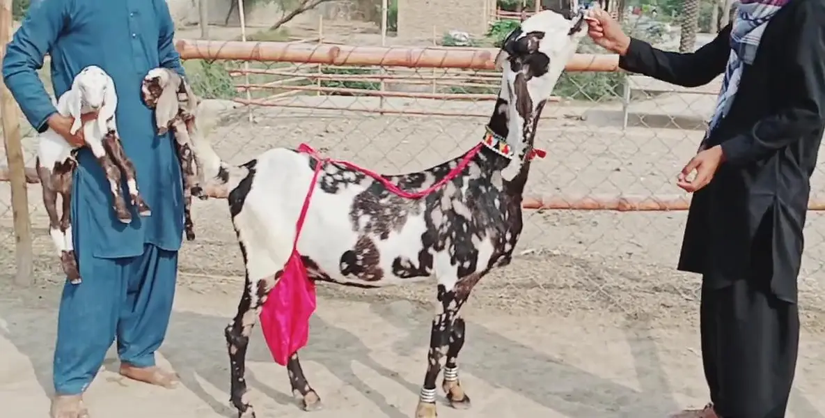 2 Bacchon ka sath Desi Bakri For Sale Call __03203194073 — photo 3