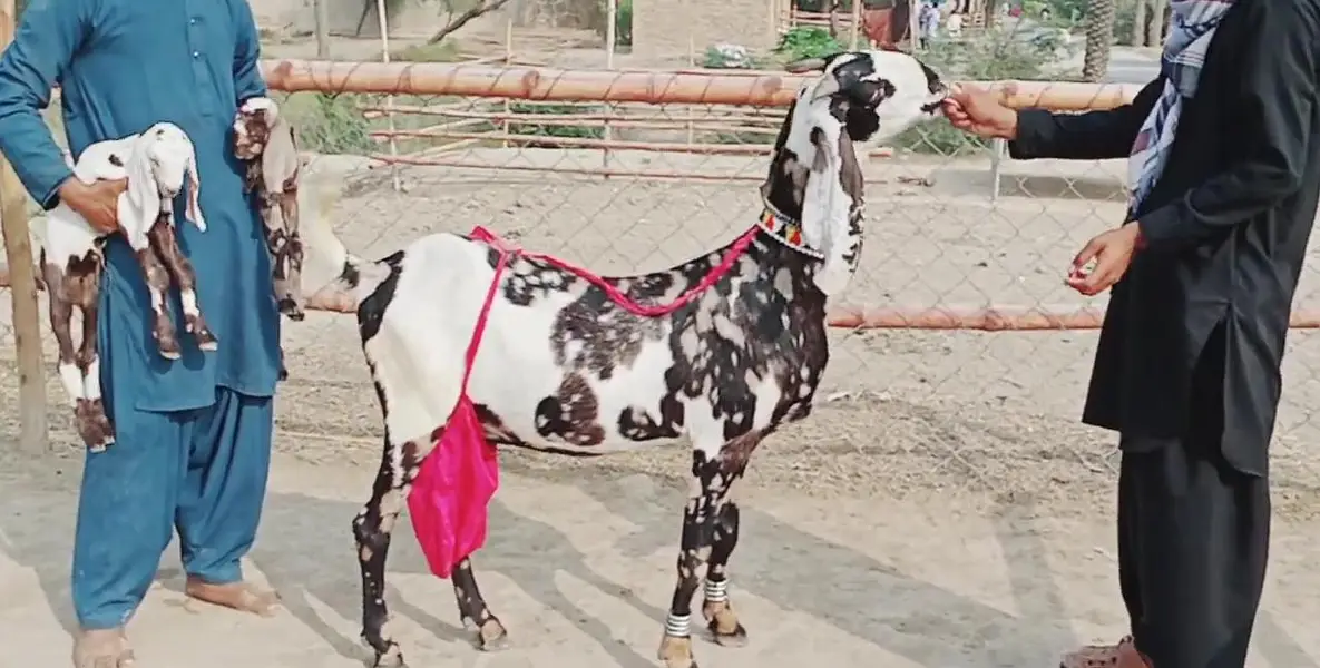 2 Bacchon ka sath Desi Bakri For Sale Call __03203194073 — photo 4