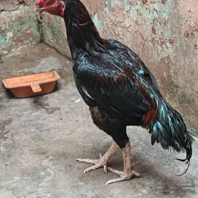 Lakha murga