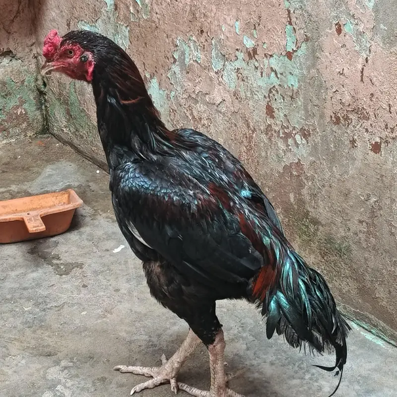 Lakha murga — photo 2