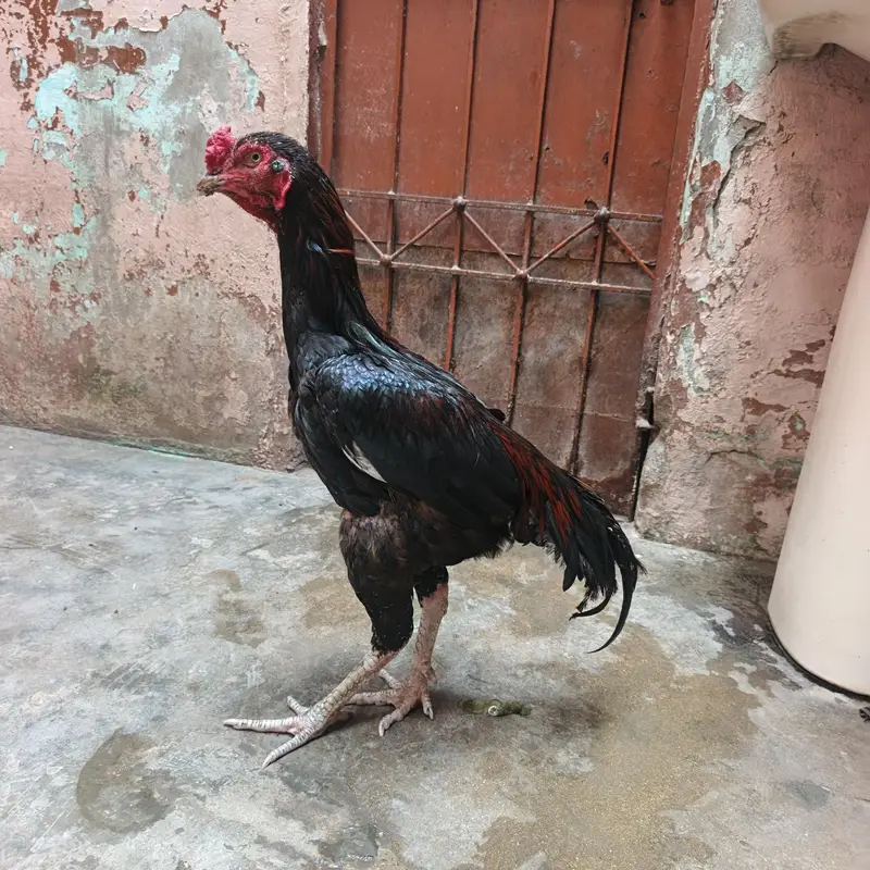 Lakha murga — photo 3