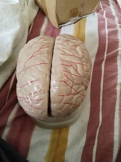 3D Human Brain Anatomy Model | Medical Student Project Model