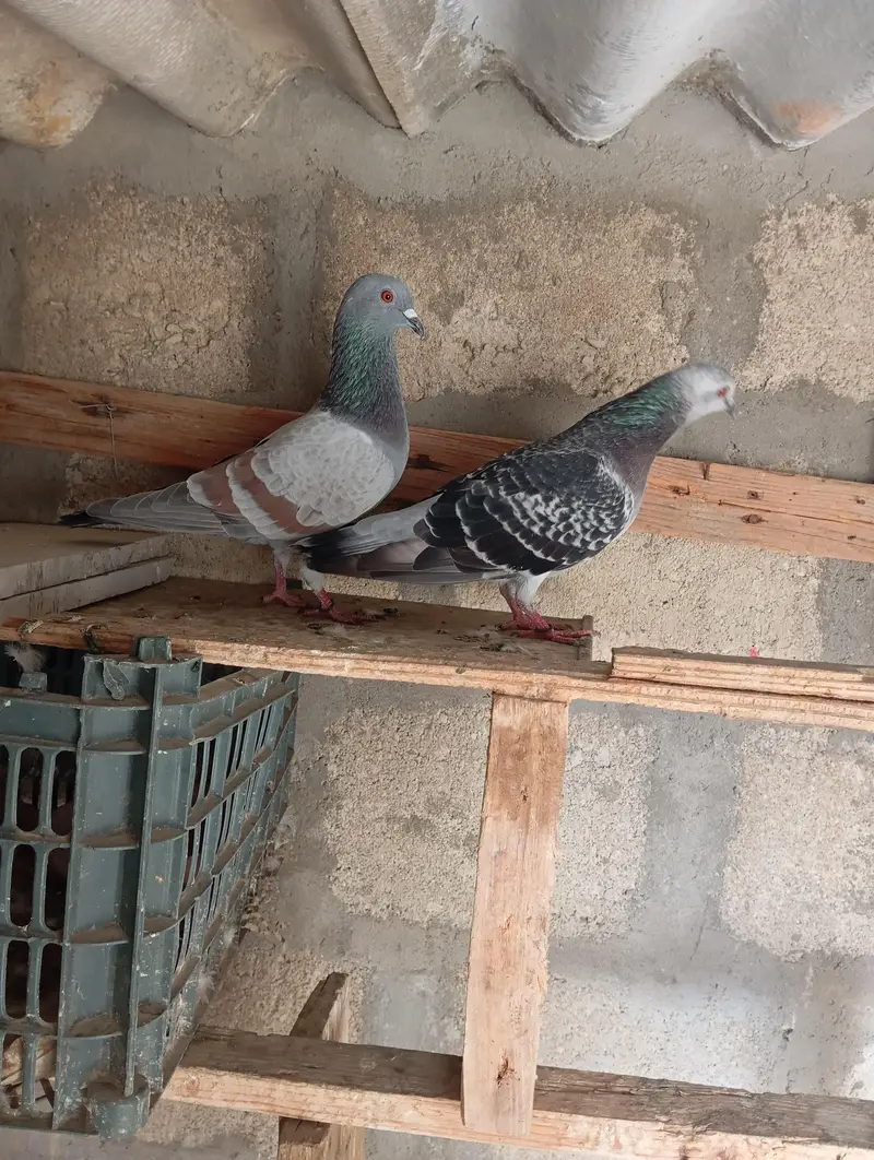 chittay lalban — photo 2