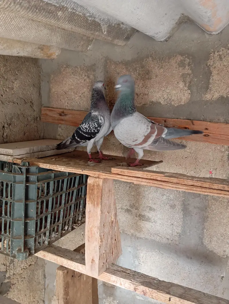 chittay lalban — photo 7