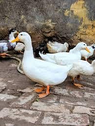 White Desi Duck Breeding Pair for Sale - Rawalpindi