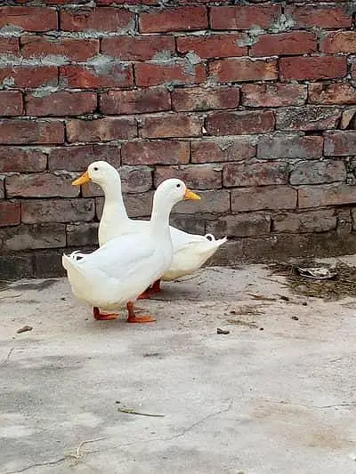 White Desi Duck Breeding Pair for Sale - Rawalpindi — photo 2