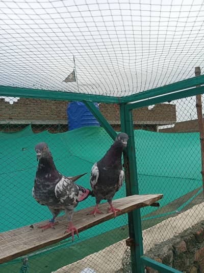 Breeder Kaboter for sale