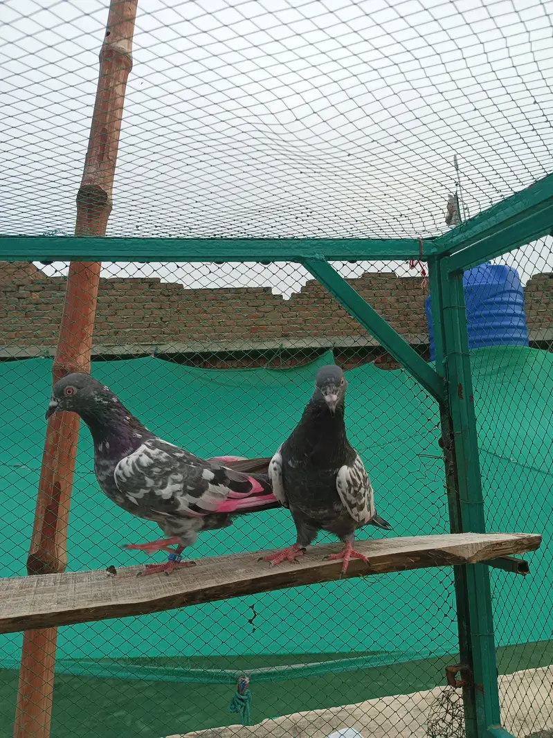 Breeder Kaboter for sale — photo 2