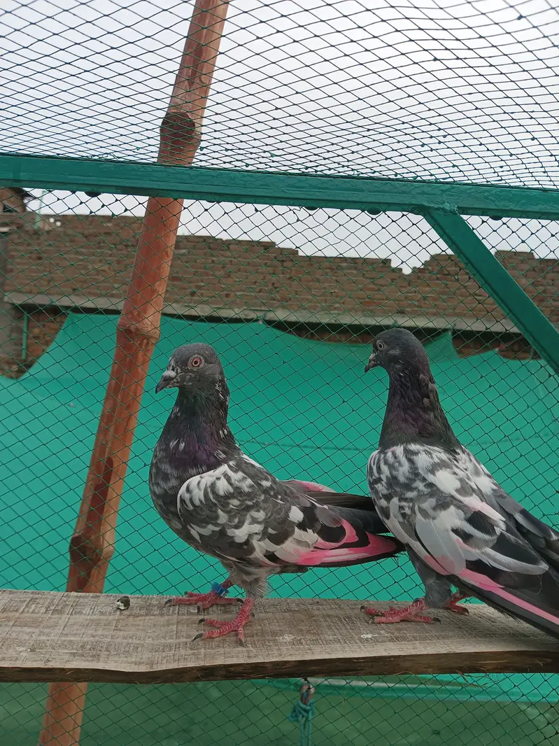 Breeder Kaboter for sale — photo 3