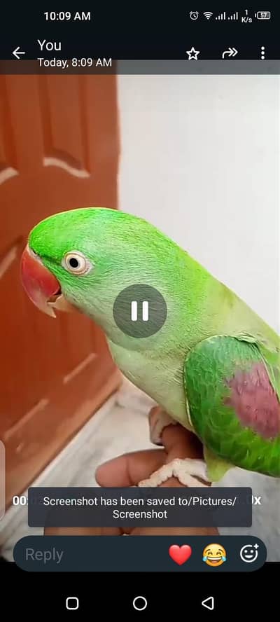 Alexander female