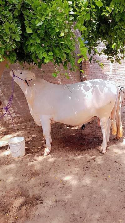 Australia bull white beauty for sale qurbani 2027