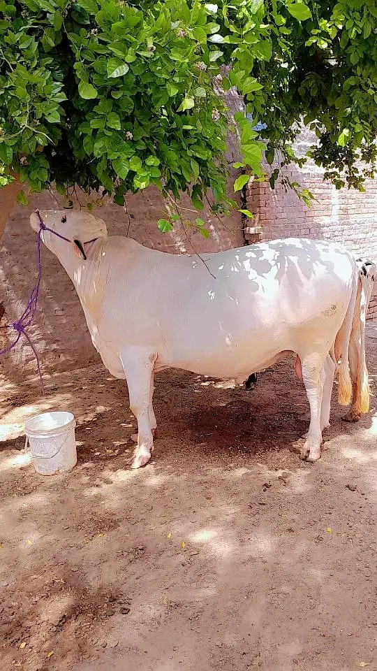 Australia bull white beauty for sale qurbani 2027