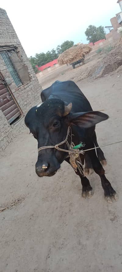 3 kattay for Sale
