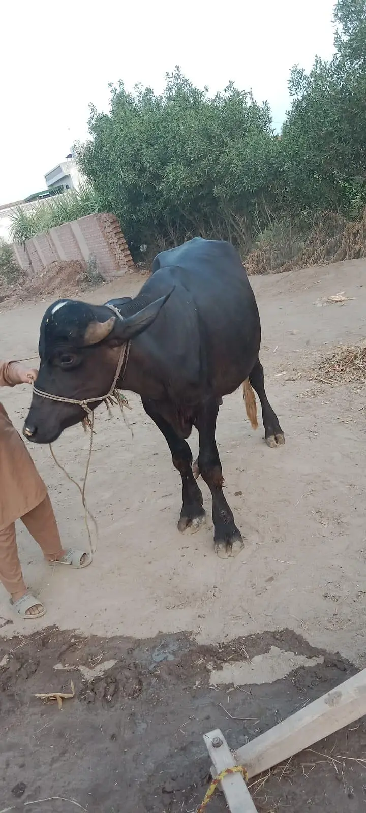 3 kattay for Sale — photo 3
