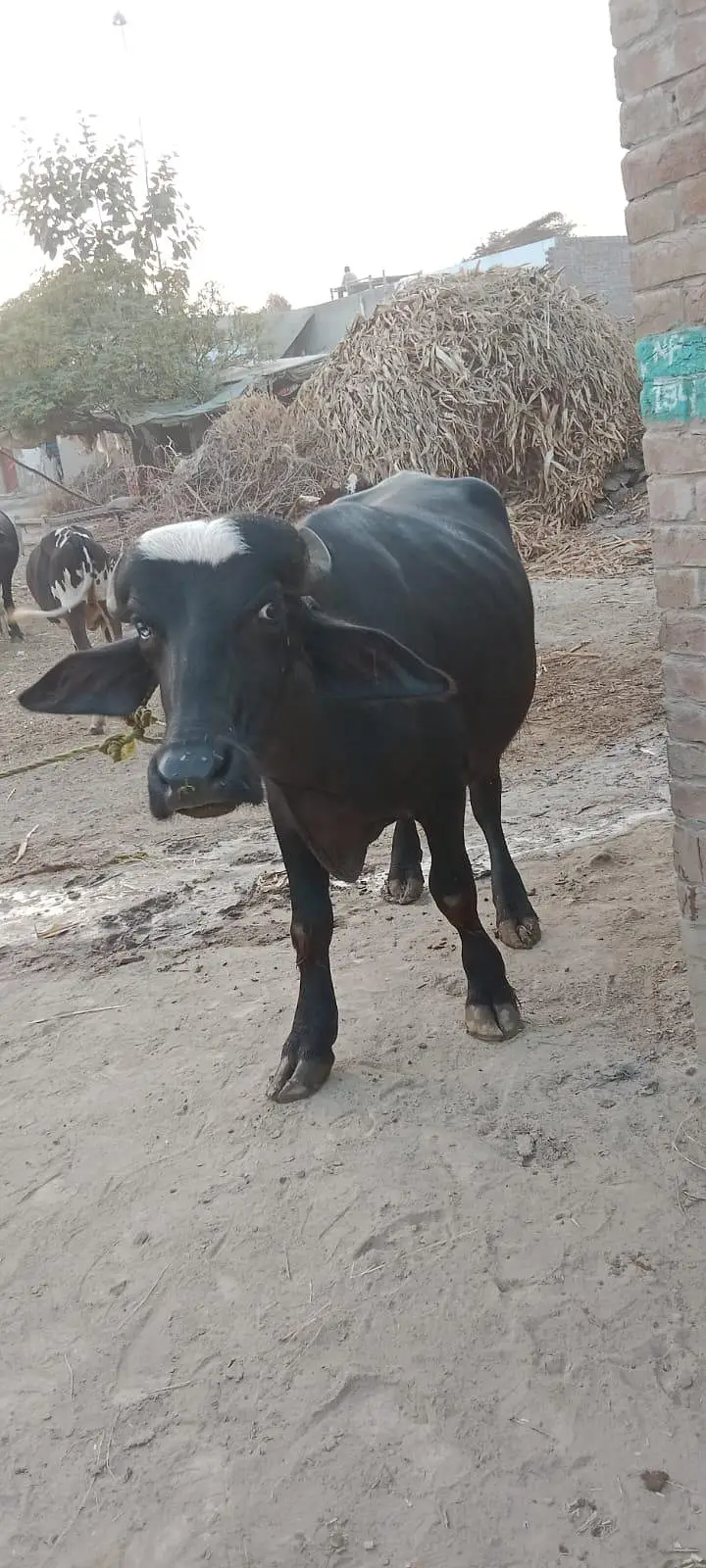 3 kattay for Sale — photo 4