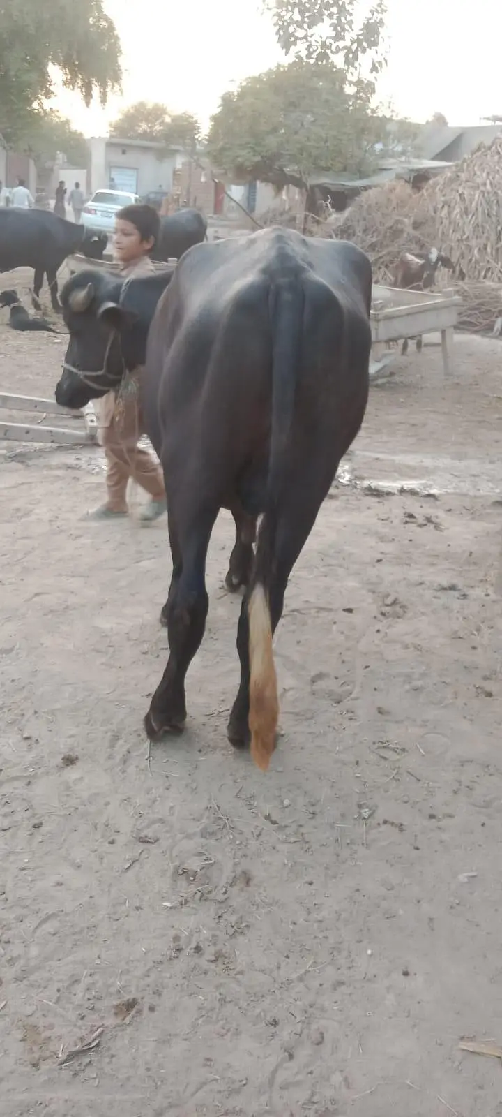 3 kattay for Sale — photo 5