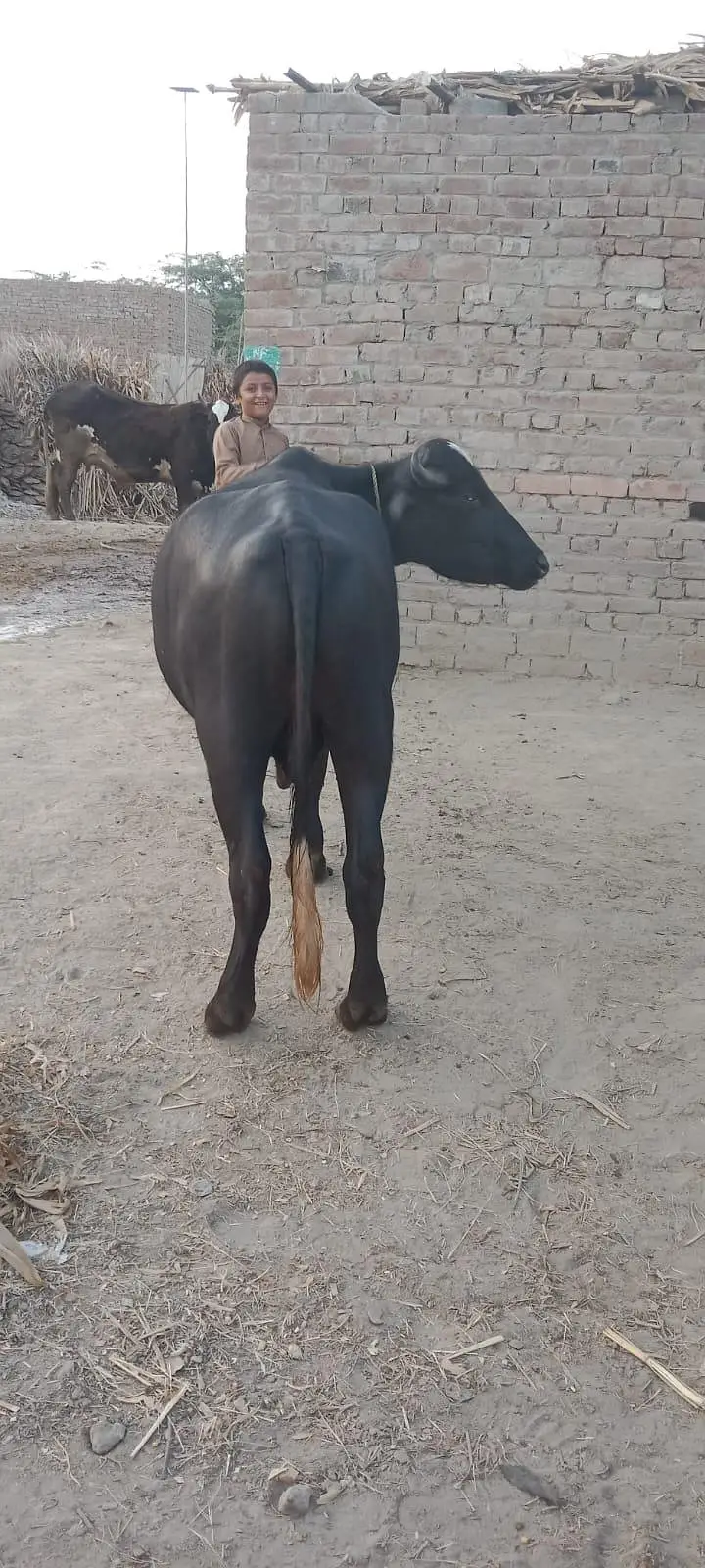 3 kattay for Sale — photo 6
