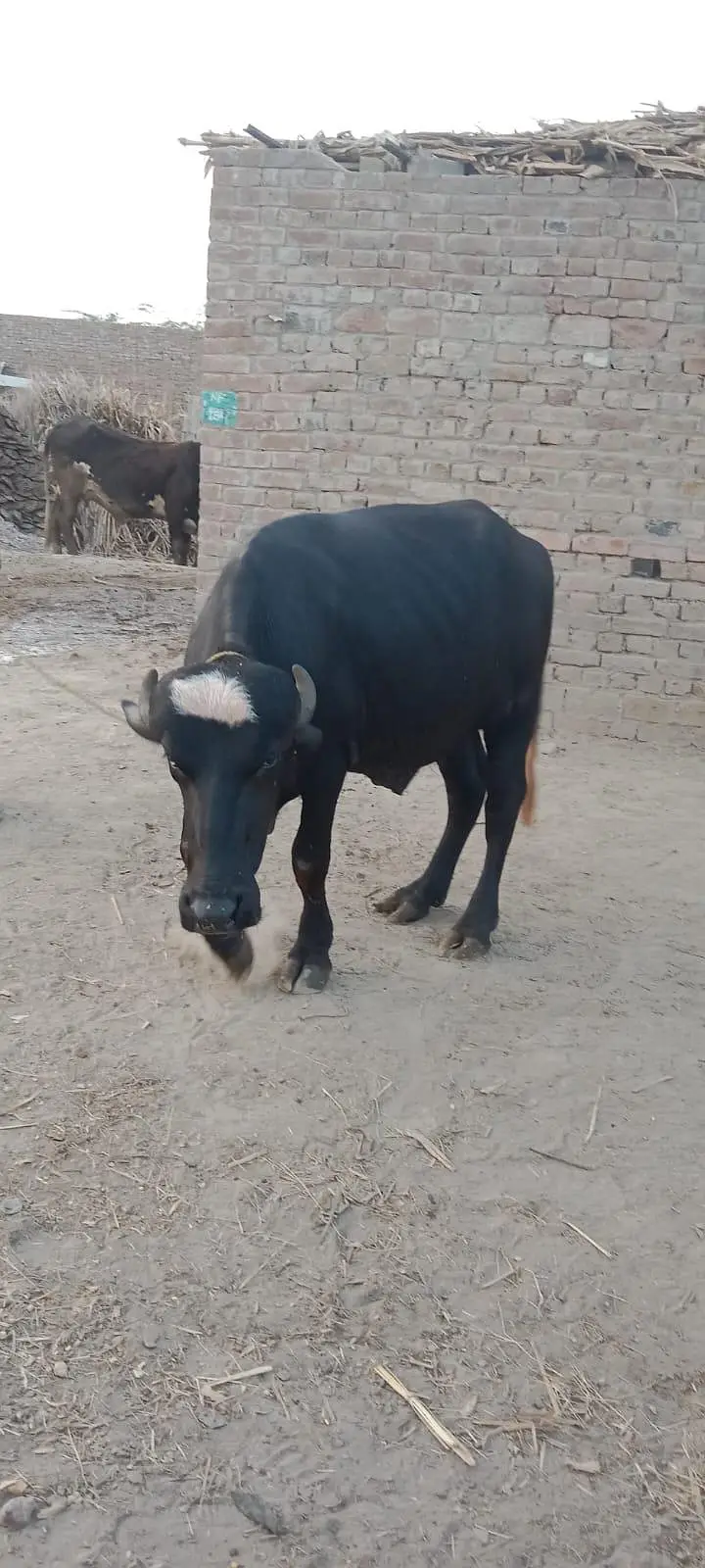 3 kattay for Sale — photo 7