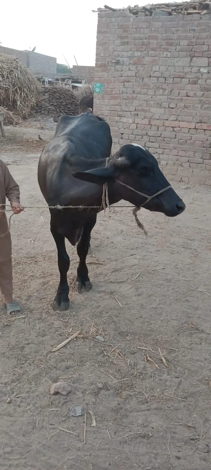 3 kattay for Sale — photo 8