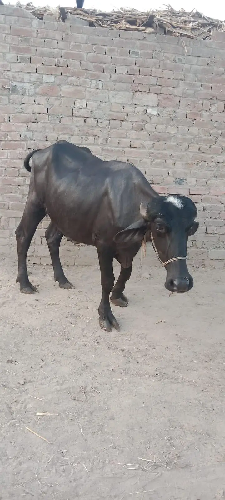 3 kattay for Sale — photo 9