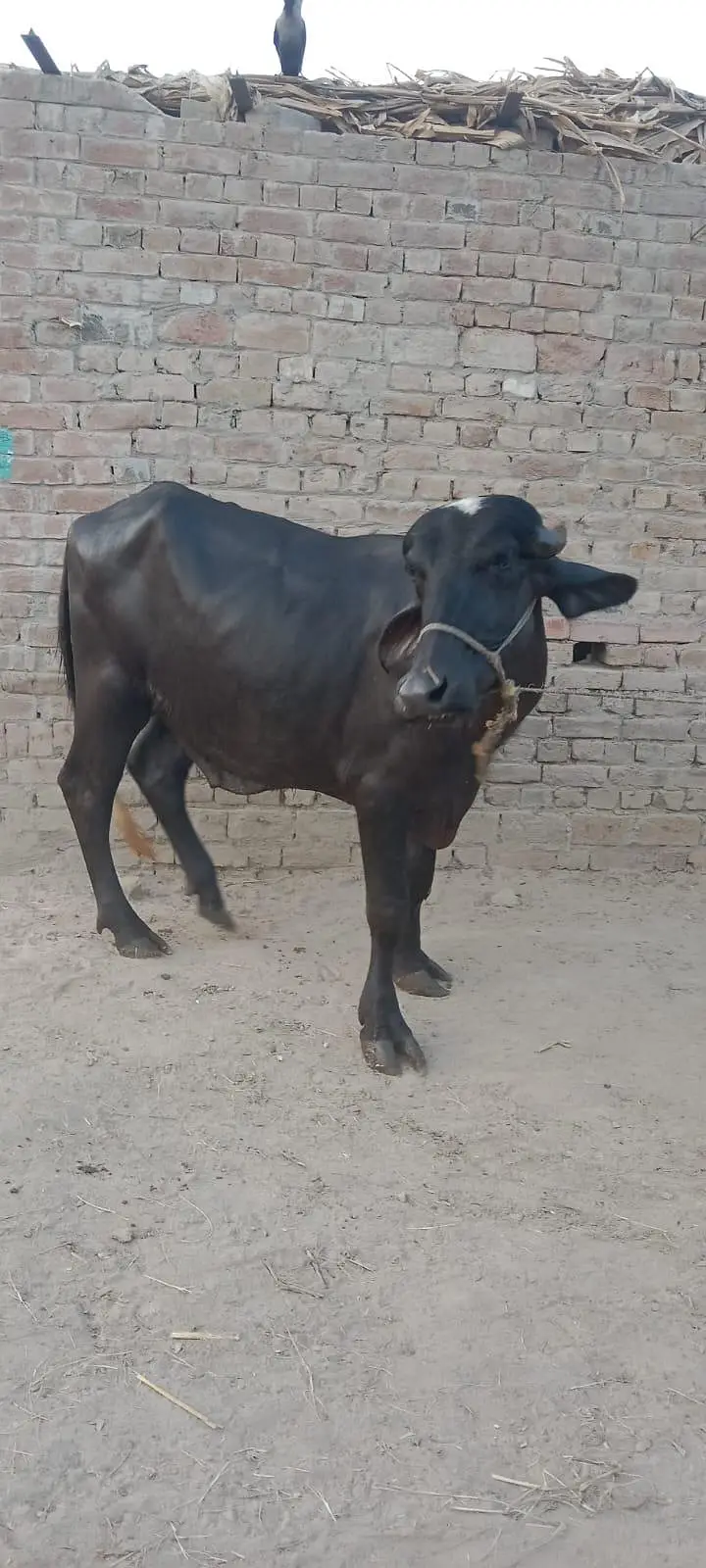 3 kattay for Sale — photo 12