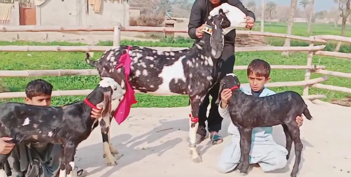 Desi Bakri Our 2 Bacchon ka sath FOR sale _ 03259597057 — photo 2