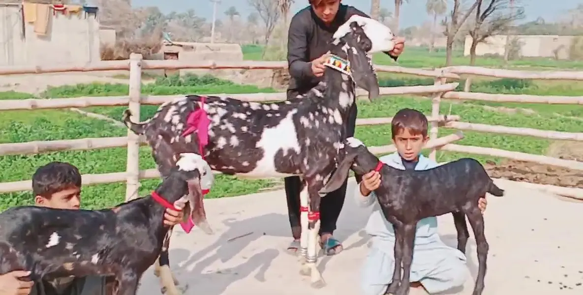 Desi Bakri Our 2 Bacchon ka sath FOR sale _ 03259597057 — photo 3
