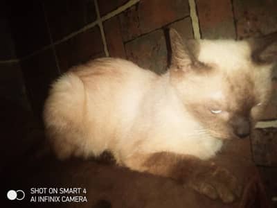 Cat for sale in Lahore izmeer town female american 
