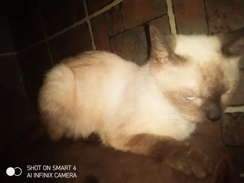 Cat for sale in Lahore izmeer town female american 