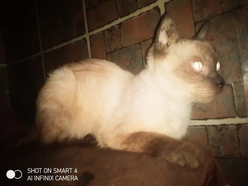 Cat for sale in Lahore izmeer town female american  — photo 2