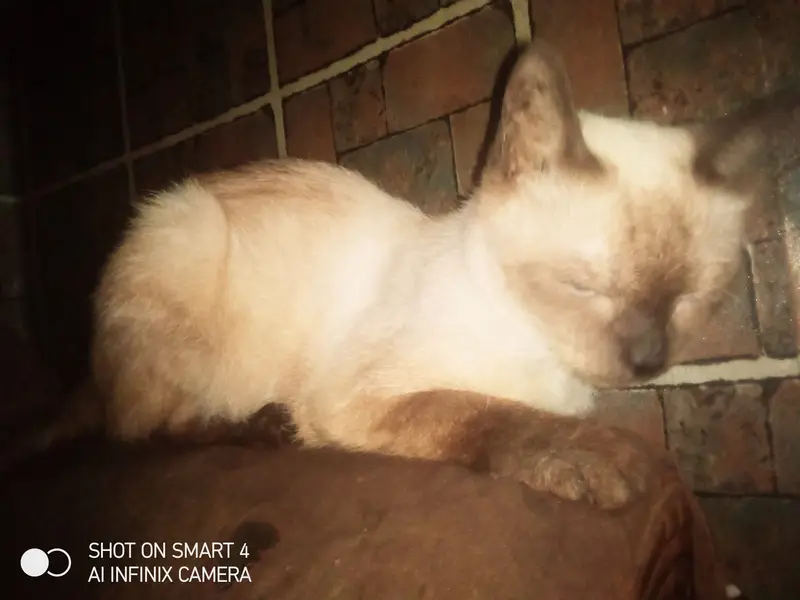 Cat for sale in Lahore izmeer town female american  — photo 3
