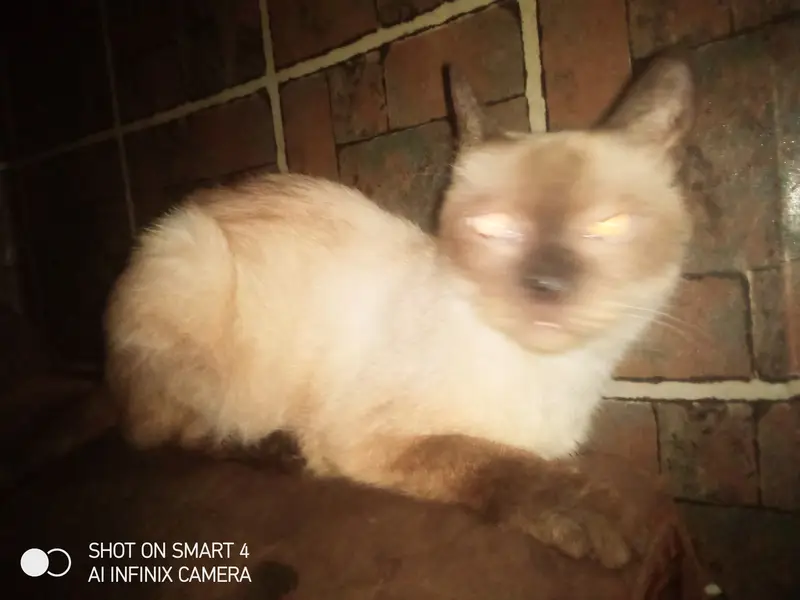 Cat for sale in Lahore izmeer town female american  — photo 4