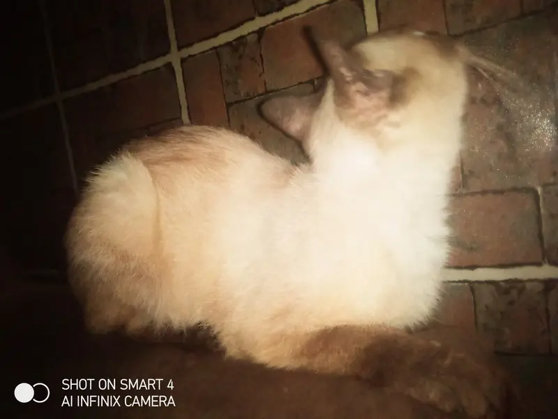Cat for sale in Lahore izmeer town female american  — photo 5