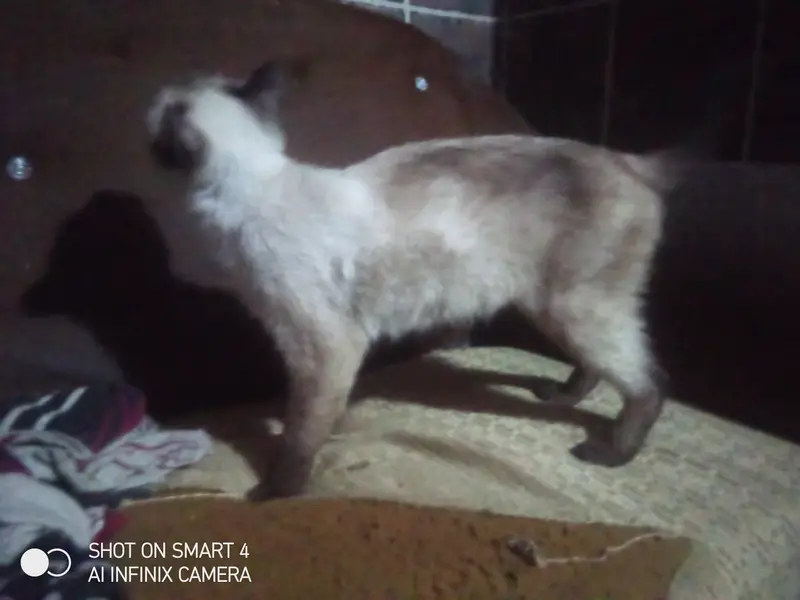 Cat for sale in Lahore izmeer town female american  — photo 6