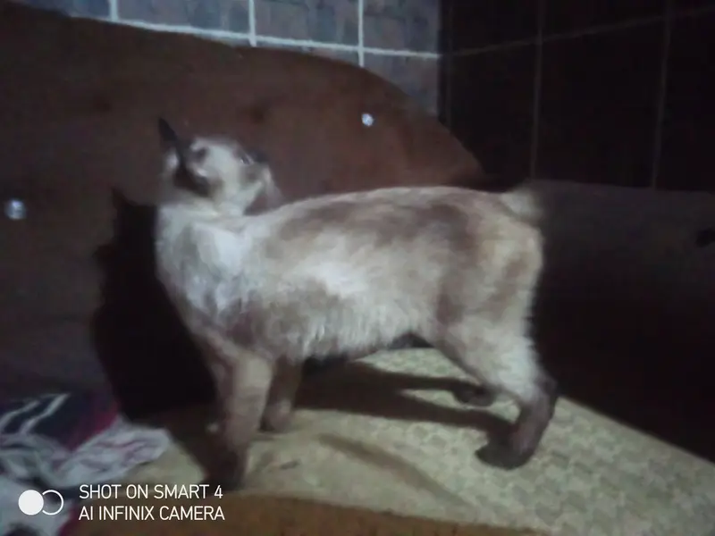 Cat for sale in Lahore izmeer town female american  — photo 7