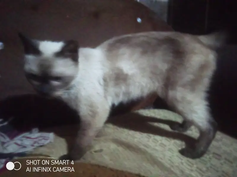 Cat for sale in Lahore izmeer town female american  — photo 8