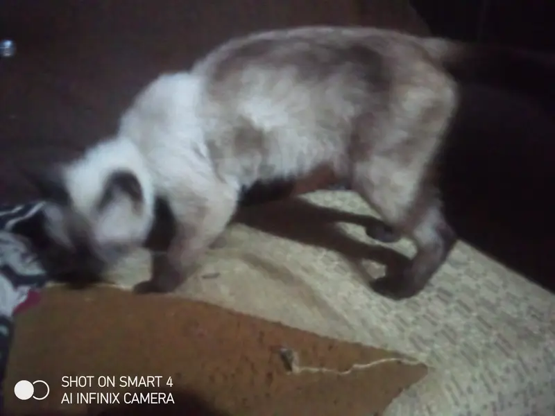 Cat for sale in Lahore izmeer town female american  — photo 9