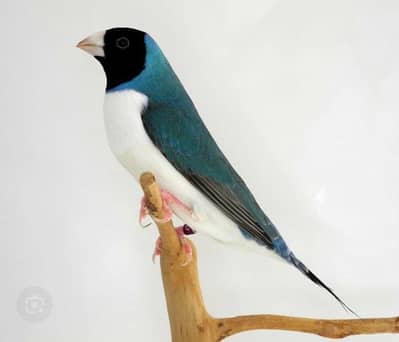 Gouldian finches all colors |Colorful finches|All mutations|chicks