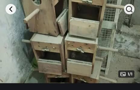 love birds box