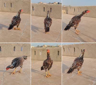 Pure mianwali aseel female Murgi double haddi