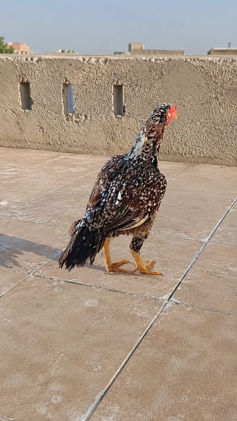 Pure mianwali aseel female Murgi double haddi — photo 2